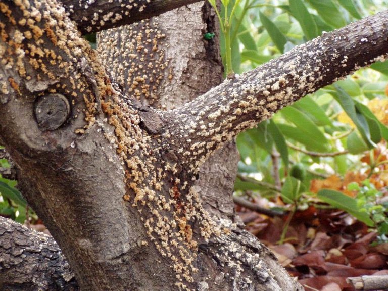 Avocado-Pathogenic-Diseases Archives