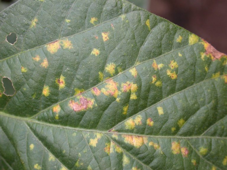 Downy Mildew (Peronospora manshurica)